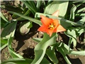 tulipan